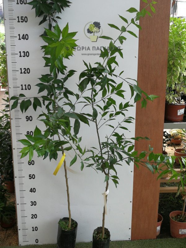 🍊 Χιώτικη  Μανταρινιά (Ντόπια) (Citrus Reticulata) - 1
