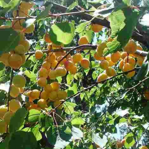 Βερικοκιά Μπεμπέκου – Prunus armeniaca - 5 lt