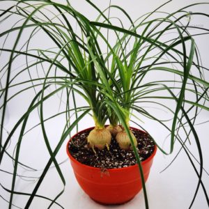 Μπουκαρνέα Νολίνα – Beaucarnea sp - 20 cm