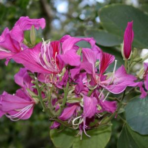 Μποχίνια (Bauhinia purpurea) 
