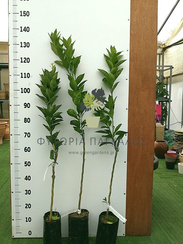 🌿 Πορτοκαλιά Valencia (Citrus × sinensis)