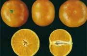 🍊 Μανταρινιά Nova (Citrus Reticulata) - 2