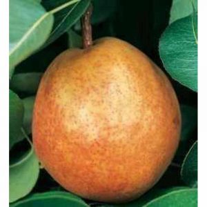 Αχλαδιά Πάσα Κρασάνα (Pyrus communis) - 5 lt