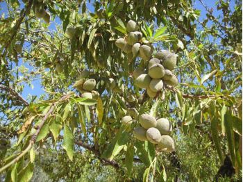Αμυγδαλιά Ρέτσου (Prunus dulcis) - 5 lt
