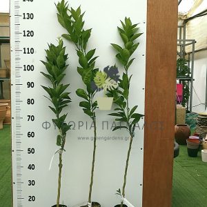 🌿 Πορτοκαλιά Σαγκουίνι (Citrus × sinensis)