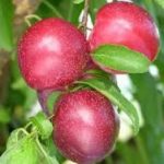 Δαμασκηνιά Santa Rosa (Prunus domestica)