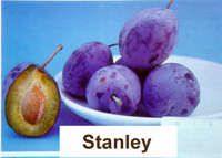 Δαμασκηνιά Στάνλεϋ (Stanley) (Prunus domestica)