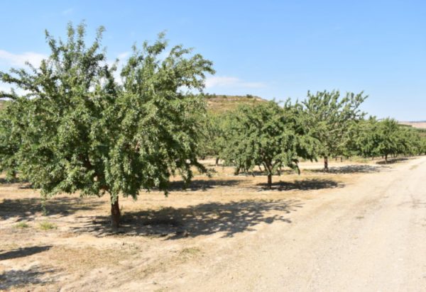 Αμυγδαλιά Τέξας  (Prunus dulcis) - 5 lt