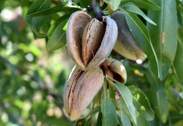 Αμυγδαλιά Φερανιά (Prunus dulcis)  - 5 lt