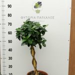 Φίκος Μουκλέϊμ (Ficus Moclame) - 2