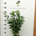 Φίκος Μουκλέϊμ (Ficus Moclame) - 5 lt