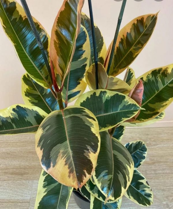 Φίκος Ελάστικα (Ficus elastica) - 2