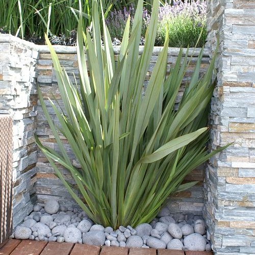 Φόρμιο (Phormium tenax) | Αειθαλές Φυτό με Εντυπωσιακό Φύλλωμα για Σύγχρονους Κήπους - 1