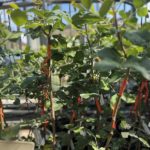 Χαρουπιά (Ceratonia siliqua) - 3 lt