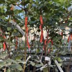 Χαρουπιά εμβολιασμένη (Ceratonia siliqua) - 3 lt