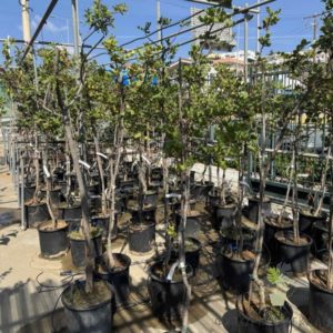 Χαρουπιά (Ceratonia siliqua) - 2