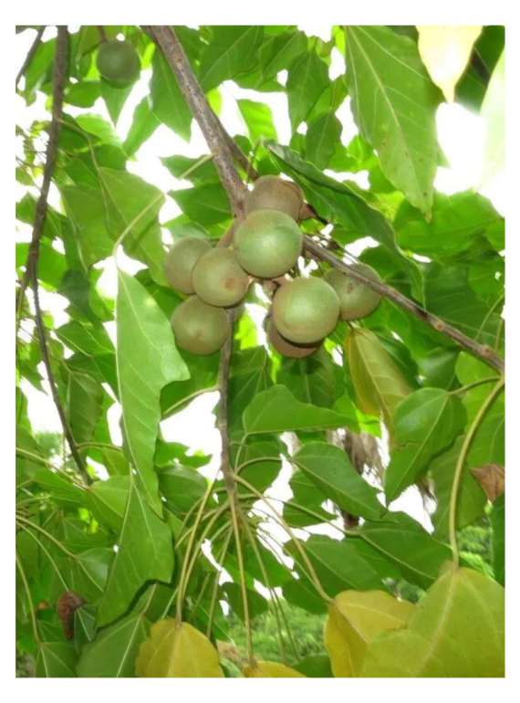 SkinDivision 100% Pure Kukui Nut Oil, 30ml - 4
