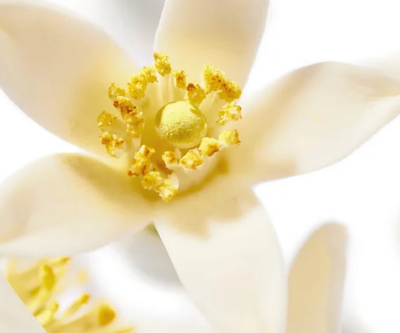 NUXE ΑΡΩΜΑ PRODIGIEUX NEROLI 50ml - 3