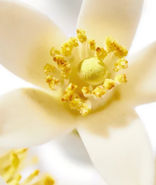 NUXE ΞΗΡΟ ΛΑΔΙ ΣΩΜΑΤΟΣ NEROLI 100ml - 4