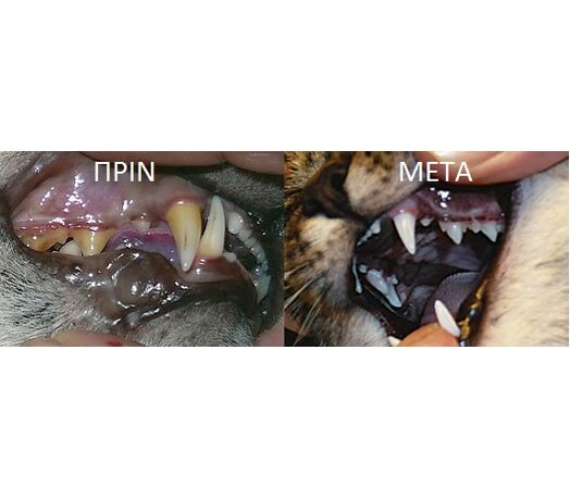 PRODEN PLAQUE OFF DENTAL ΚΡΟΚΕΤΑ ΣΚΥΛΟΥ-ΓΑΤΑΣ ΚΑΤΑ ΤΗΣ ΟΔΟΝΤΙΚΗΣ ΠΛΑΚΑΣ 60gr - 4