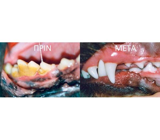 PRODEN PLAQUE OFF DENTAL ΚΡΟΚΕΤΑ ΣΚΥΛΟΥ-ΓΑΤΑΣ ΚΑΤΑ ΤΗΣ ΟΔΟΝΤΙΚΗΣ ΠΛΑΚΑΣ 150gr - 3